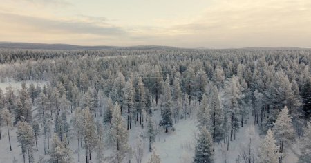 Calme hivernal éthéré : Vue aérienne de la forêt de pins enneigée. Images 4k de haute qualité