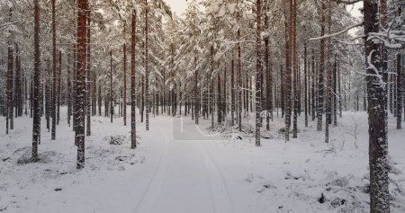 Whispering Pines: Der verschneite Pfad durch Finnlands Winterparadies. Hochwertiges 4k Filmmaterial