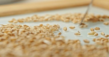 Análisis de laboratorio de granos de trigo para el control de calidad. Imágenes de alta calidad 4k