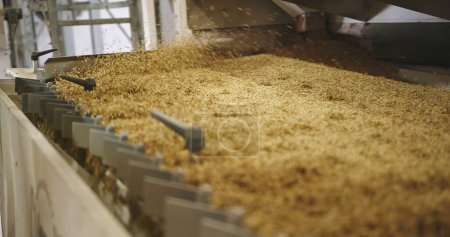 Prozess der Saatgutauswahl - Spezialisierte Getreidesortiermaschinen in Aktion. Hochwertiges 4k Filmmaterial