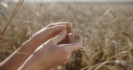 Embrace of the Harvest: Delicate Hands with a Wheat Ear in a Bountiful Field. High quality 4k footage