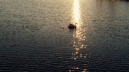 Serene Swan on a Glimmering Lake at Sunset. High quality 4k footage