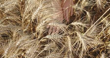 Harmonie mit der Ernte: Hände unter dem Weizen. Hochwertiges 4k Filmmaterial