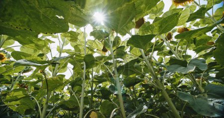 Sonnengeküsste Giganten: Tiefansicht auf das Sonnenblumenfeld. Hochwertiges 4k Filmmaterial