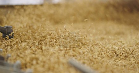 Gros plan sur le processus de vinaigrette des semences céréalières en agriculture. Images 4k de haute qualité