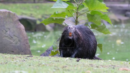 Photo for A nutria in natural habitat - Royalty Free Image