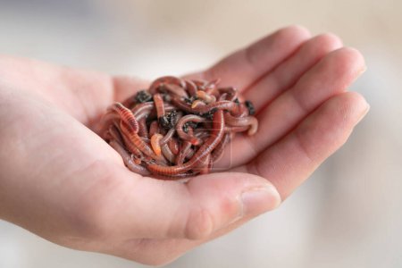 Téléchargez les photos : Une poignée de vers tordus rouges dans une ferme vermifuge - en image libre de droit