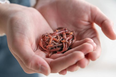 Téléchargez les photos : Une poignée de vers tordus rouges dans une ferme vermifuge - en image libre de droit