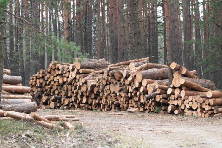 A stack of cut tree logs lies in the forest and awaits transportation. The rest of the forest in the background.