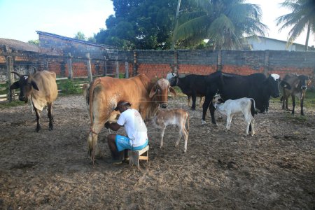 Foto de Conde, bahia, Brasil - 9 de enero de 2022: Vaquero ordeñando manualmente una vaca lechera en una granja de la ciudad de Conde. - Imagen libre de derechos