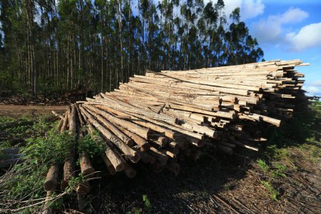 Photo for Acajutiba, bahia, brazil - march 10, 2023: eucalyptus wood logs are seen in a harvest from a plantation in the city of Acajutiba. - Royalty Free Image
