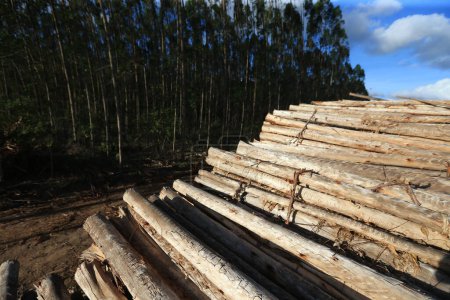 Photo for Acajutiba, bahia, brazil - march 10, 2023: eucalyptus wood logs are seen in a harvest from a plantation in the city of Acajutiba. - Royalty Free Image