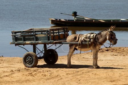 Photo for Sitio do mato, bahia, brazil - june 2, 2023: animal-drawn wagon is seen along the bank of a river in western Bahia. - Royalty Free Image