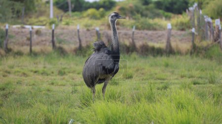 Téléchargez les photos : Curaca, bahia, brésil - 17 septembre 2023 : Oiseau d'autruche - Struthio camelus - vu sur une ferme dans la zone rurale de la municipalité de Curaca, arrière-pays de Bahia. - en image libre de droit