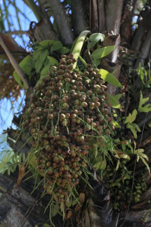 Foto de Salvador, bahia, brasil - 31 de octubre de 2023: árbol licuri - Syagrus coronata - visto en la ciudad de Salvador. - Imagen libre de derechos