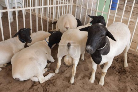 irece, bahia, brazil - april 26, 2024: sheep farming on a farm in the city of Irece.