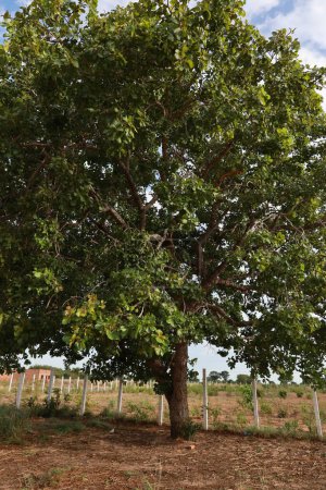 barra, bahia, brazil - december 8, 2023: Pequi tree seen in the city of Barra, in western Bahia.
