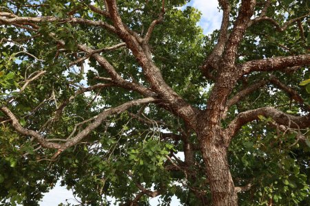 barra, bahia, brazil - december 8, 2023: Pequi tree seen in the city of Barra, in western Bahia.