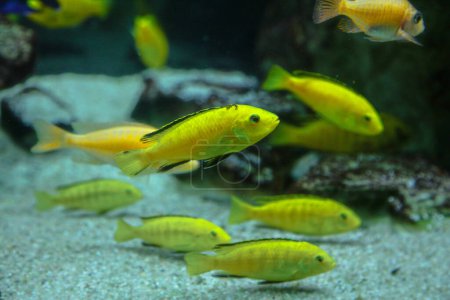 Photo for Labidochromis caeruleus, know as yellow malawi cichlid fish - Royalty Free Image