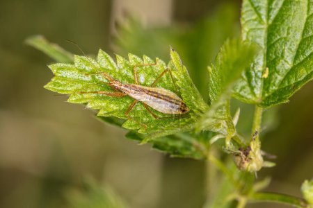 Téléchargez les photos : Nabis limbatus petit insecte sur une feuille verte - en image libre de droit