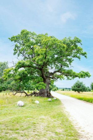 Photo for Oak DUNIN, winner of EUROPEAN TREE OF THE YEAR 2021, Oak monument in the Bialowieza National Park, Poland, Podlaskie Voivodeship, Przybudki village - Royalty Free Image