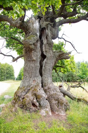 Oak DUNIN, winner of EUROPEAN TREE OF THE YEAR 2021, Oak monument in the Bialowieza National Park, Poland, Podlaskie Voivodeship, Przybudki village, close up