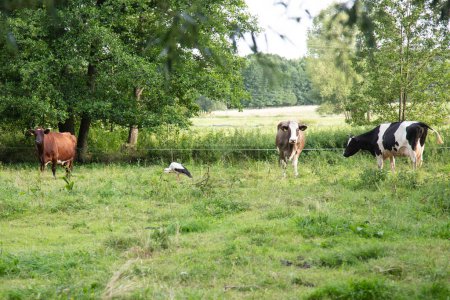 Foto de Vacas en el pasto, comer hierba, cigüeña capturas ranas - Imagen libre de derechos