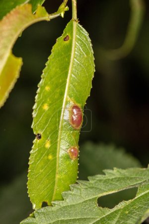 Foto de Pontania proxima, la mosca de la agalla del sauce, huevos de insectos implicados en una hoja de sauce - Imagen libre de derechos