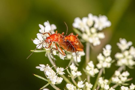 Téléchargez les photos : Rhagonycha fulva, le coléoptère commun du soldat rouge, également connu sous le nom trompeur de scarabée suceur de sang, s'amusant - en image libre de droit