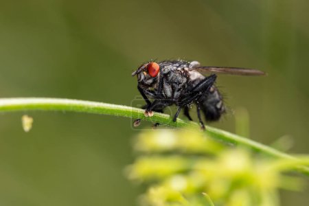 Foto de Pales es un género de moscas perteneciente a la familia Tachinida. - Imagen libre de derechos