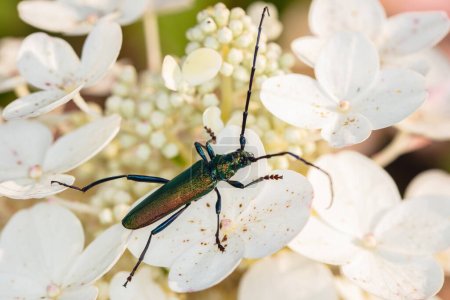 Foto de Aromia moschata, Escarabajo almizclero, por un escarabajo bellamente coloreado, situado en la flor blanca, vista de abow - Imagen libre de derechos