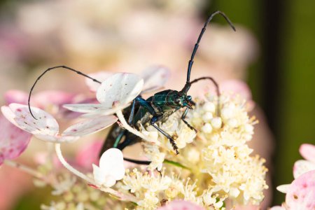 Foto de Aromia moschata, Escarabajo almizclero, por un escarabajo bellamente coloreado, de cerca en la cabeza - Imagen libre de derechos