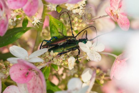 Foto de Aromia moschata, Escarabajo almizclero, por un escarabajo bellamente coloreado, durante la cópula, vista desde el lado - Imagen libre de derechos