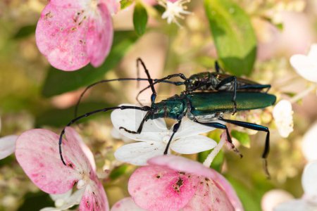 Foto de Aromia moschata, Escarabajo almizclero, por un escarabajo bellamente coloreado, durante la cópula, lado vie - Imagen libre de derechos