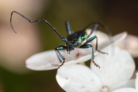 Foto de Aromia moschata, Escarabajo almizclero, por un escarabajo bellamente coloreado - Imagen libre de derechos