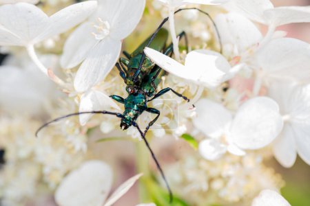 Foto de Aromia moschata, Escarabajo almizclero, por un escarabajo bellamente coloreado, durante la cópula, de cerca - Imagen libre de derechos