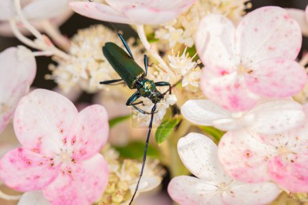Foto de Aromia moschata, Escarabajo almizclero, por un escarabajo bellamente coloreado, vista desde arriba - Imagen libre de derechos