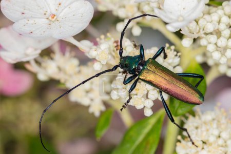 Foto de Aromia moschata, Escarabajo almizclero, por un escarabajo bellamente coloreado, top vie - Imagen libre de derechos