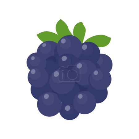 Blueberry vector. Fresh berries. Healthy fruits contain antioxidants.