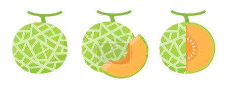 Ilustración de Vector melón. Fruta carnosa naranja jugosa. - Imagen libre de derechos