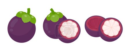 Illustration for Purple mangosteen sweet tropical fruit - Royalty Free Image