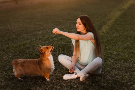 Pregnant young woman and Corgi dog outside. Girl petting her Welsh Corgi Pembroke dog on the grass. Pregnancy lifestyle with domestic pet