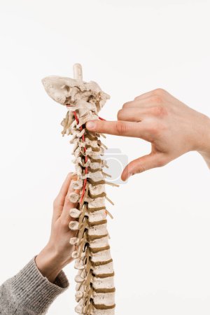 Photo for Spinal column or backbone model with bones, muscles, tendons, and other tissues on white background. Spinal column encloses the spinal cord and fluid surrounding spinal cord - Royalty Free Image