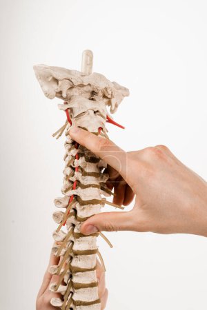 Photo for Spinal column or backbone model with bones, muscles, tendons, and other tissues on white background. Spinal column encloses the spinal cord and fluid surrounding spinal cord - Royalty Free Image