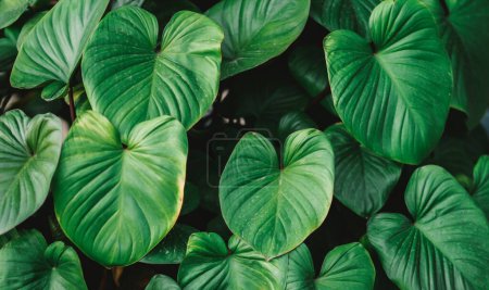 Photo for Green leaves of monstera leaf on a dark background. - Royalty Free Image