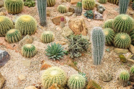 Foto de Beautiful cacti in the garden - Imagen libre de derechos