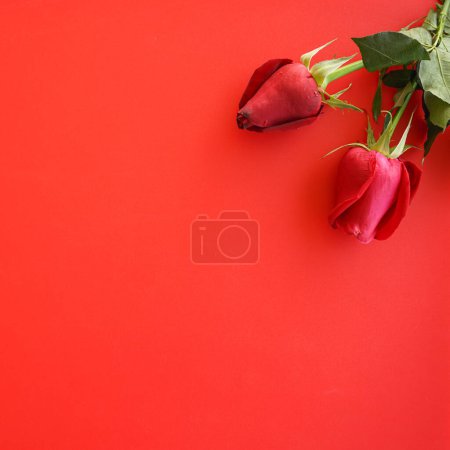 Photo for Red rose on a red background - Royalty Free Image