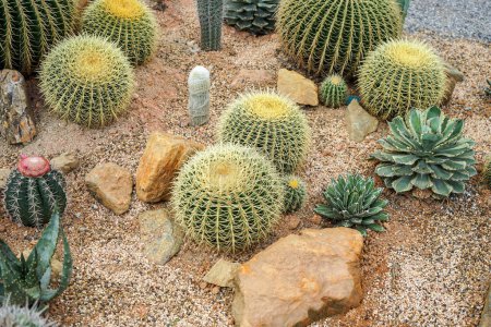 Foto de Cactus creciendo en el jardín - Imagen libre de derechos