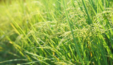 Téléchargez les photos : Champ vert avec du blé en arrière-plan - en image libre de droit