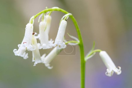 Photo for Close up of a white bluebell (hyacinhoides non-scripta) flower in bloom - Royalty Free Image